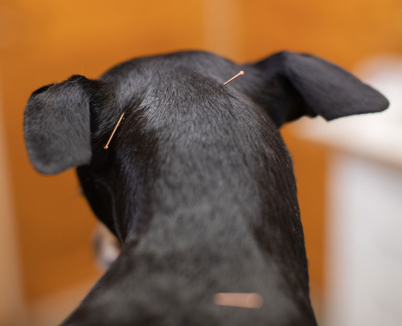 Akupunktioneulat koiran niskassa ja päässä